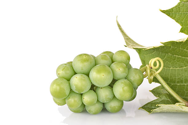 Unripe Grapes stock photo
