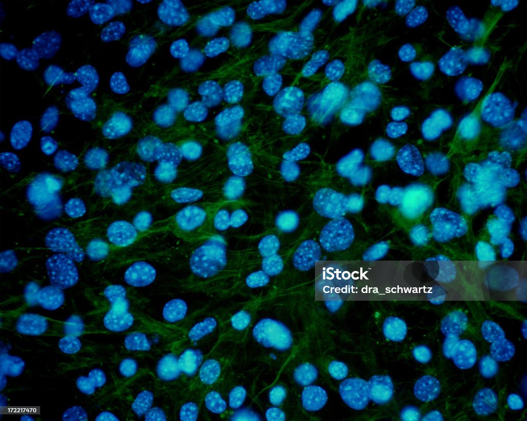 Le cellule della pelle sotto microscopio - Foto stock royalty-free di Analizzare