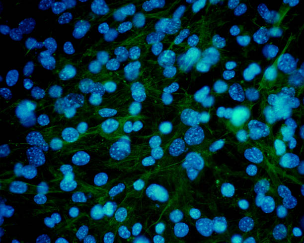 お肌の細胞の顕微鏡 - actin ストックフォトと画像