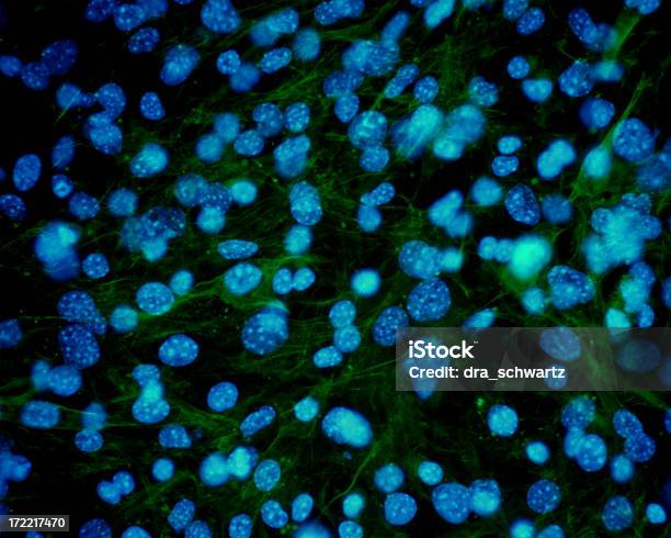 Células Da Pele Sob Microscópio - Fotografias de stock e mais imagens de Analisar - Analisar, Fibroblasto, Ampliação