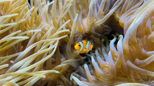 istock Clownfish with sea anemones 1722175278