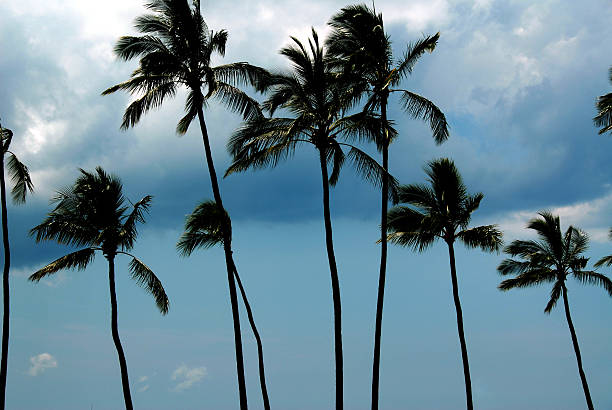 Coconut Palm Trees Gusting on the North Shore stock photo