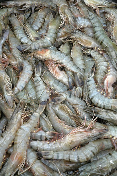 Black Tiger Shrimps Raw black tiger shrimps. black tiger shrimp stock pictures, royalty-free photos & images