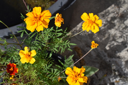 Bright orange calendula flowers in a summer garden on a sunny day closeup in autumn