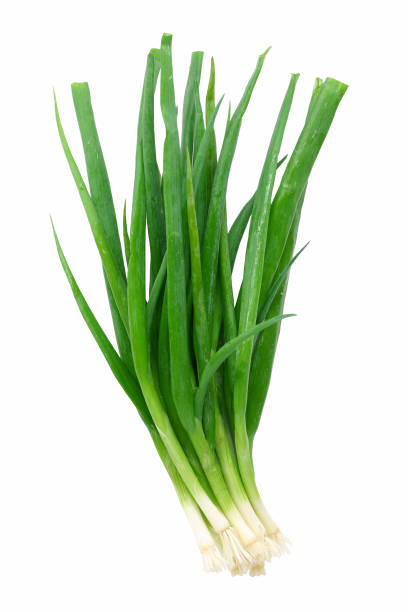 green onions stock photo