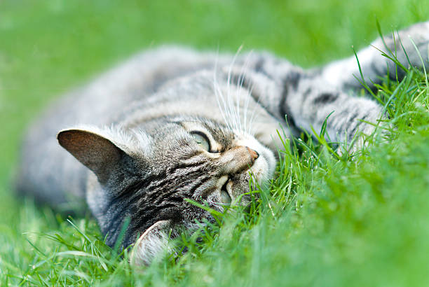 istock Lazy tiger cat lying in green gras 172217804