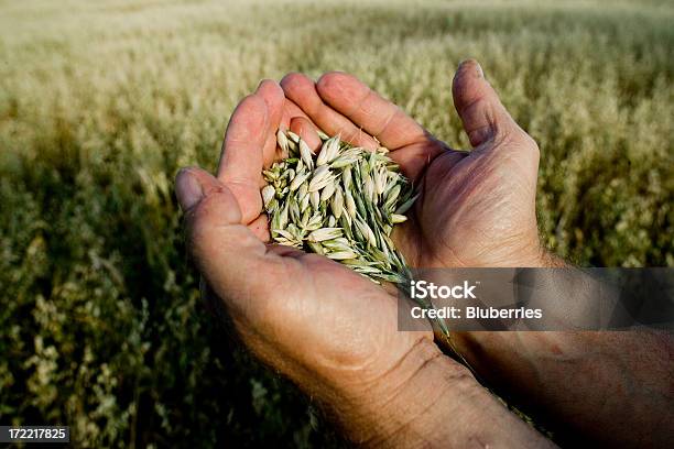 Farmer Holding Grain Stock Photo - Download Image Now - Wheat, Wholegrain, Agricultural Field