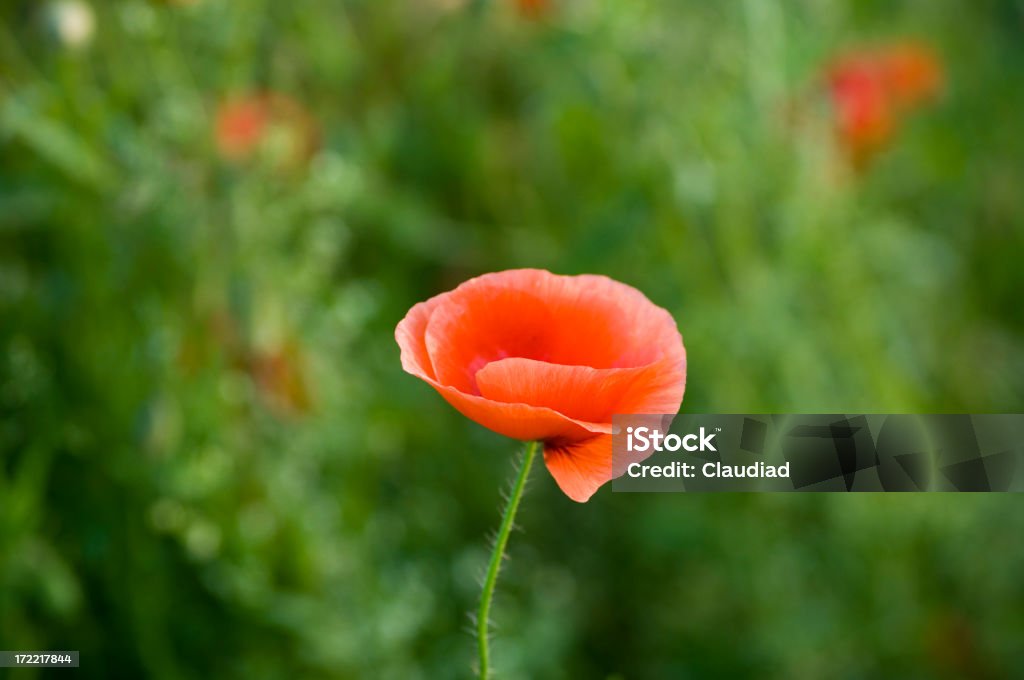 Poppy in the grass Single poppy Agricultural Field Stock Photo