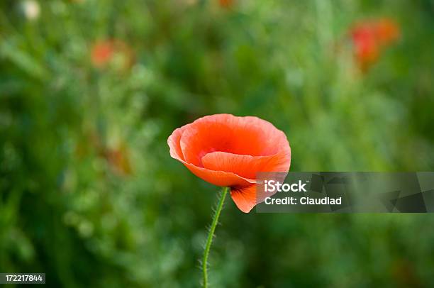 Poppy In The Grass Stock Photo - Download Image Now - Agricultural Field, Beauty In Nature, Bud