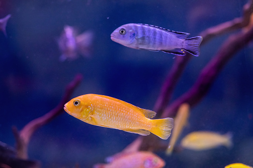Fish in domestic fish tank