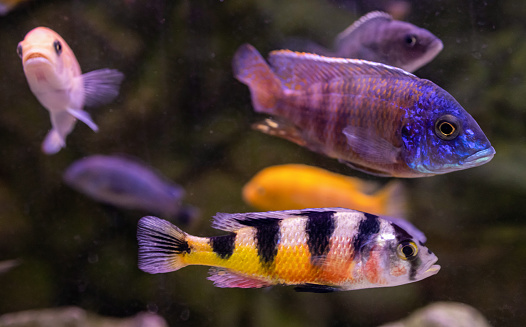 Tropical fish in domestic fish tank