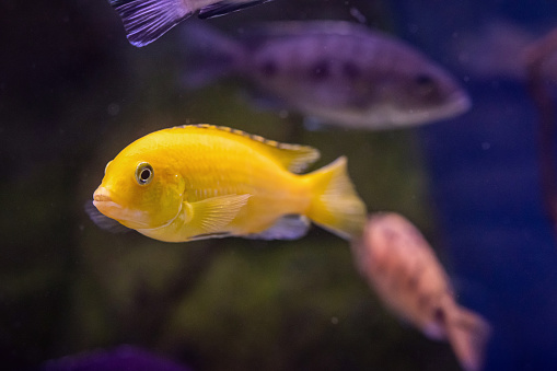 Close up shot of tropical fish in domestic fish tank