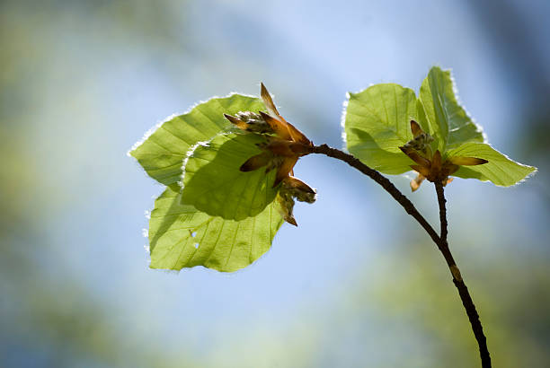 foresta in primavera - planting beech tree tree child foto e immagini stock