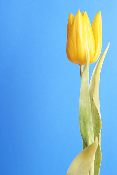 tulip with room to spare (blue) stock photo