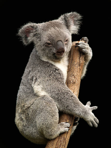 Koala stock photo