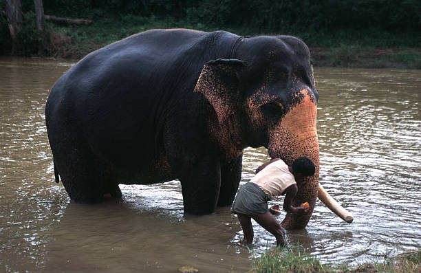 istock Man washing an elephant in a river 2 172218839