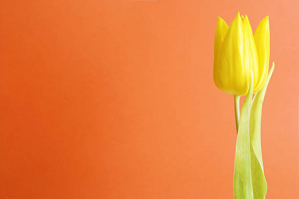 tulip with room to spare (red) stock photo