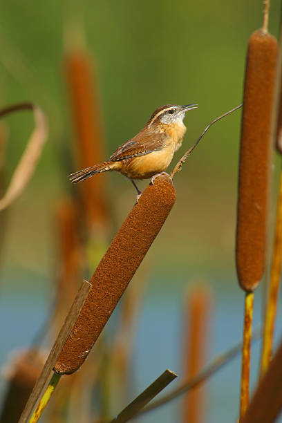 carolina wren - wren fotografías e imágenes de stock