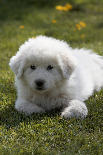 Great Pyrenees Puppy Pictures | Download Free Images on Unsplash