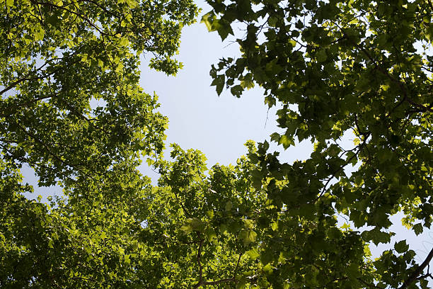 Folhas verdes - foto de acervo