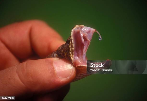 Venon Foto de stock y más banco de imágenes de Serpiente - Serpiente, Nocivo - Descripción física, Morder