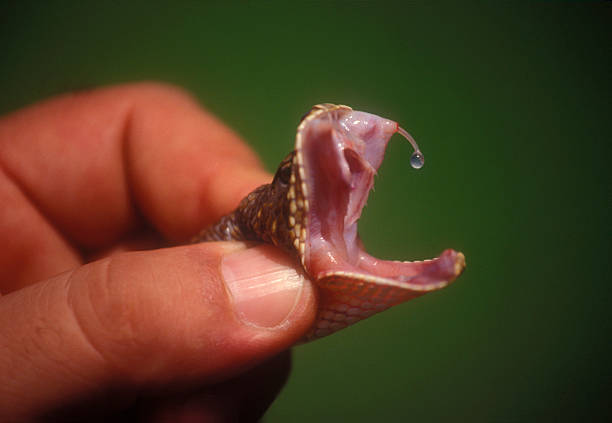 venon - snake biting animal mouth fang foto e immagini stock