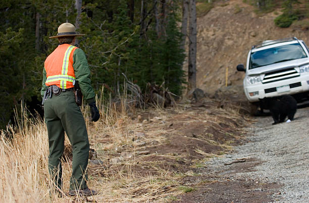 Yellowstone Ranger A Yellowstone park ranger tries to lure a bear cub away from the road.  Shallow DOF park ranger stock pictures, royalty-free photos & images