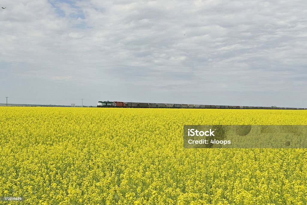 Campo da gold 2 - Foto stock royalty-free di Canola