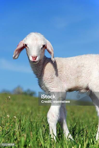 Agnello Carino - Fotografie stock e altre immagini di Agnello - Animale - Agnello - Animale, Agricoltura, Ambientazione esterna