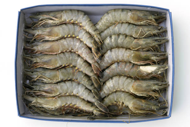 Black Tiger Shrimps Box Box of black tiger shrimps. black tiger shrimp stock pictures, royalty-free photos & images