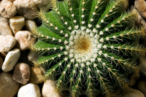 A small, round cactus photographed from above on a sunny summer day.