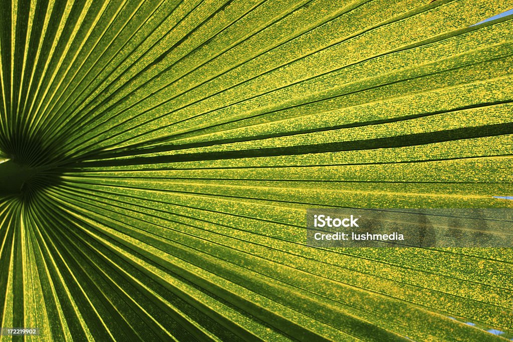 palm01 - Lizenzfrei Abstrakt Stock-Foto