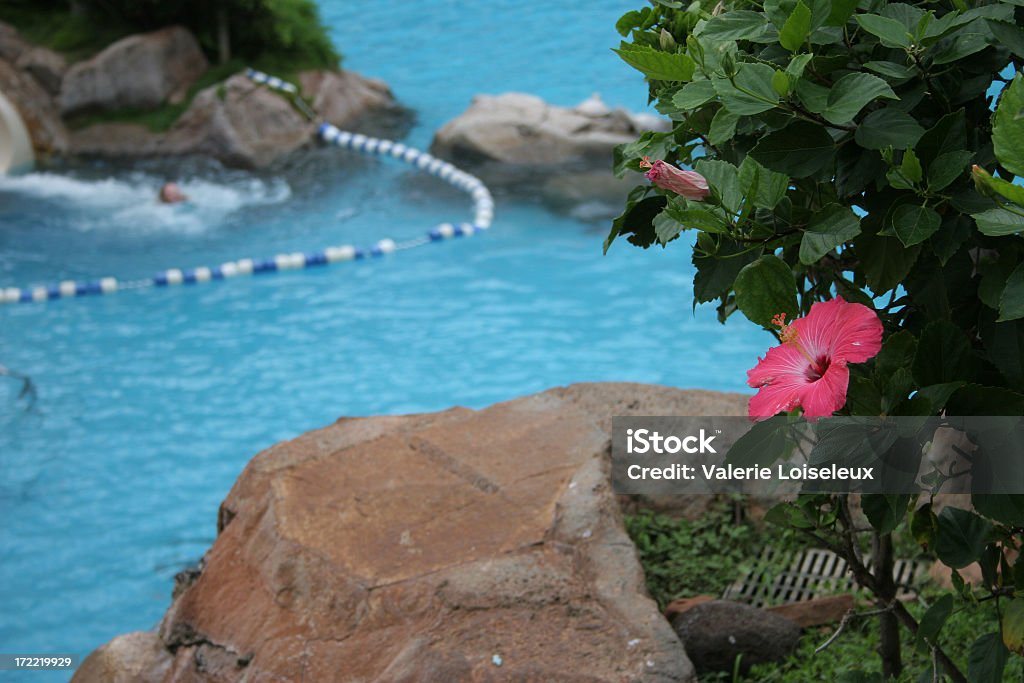 Hibisco y piscina - Foto de stock de Agua libre de derechos