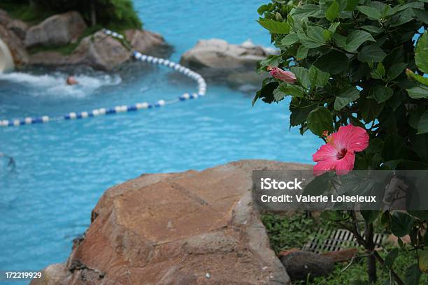 Hibiskus I Basen - zdjęcia stockowe i więcej obrazów Basen - Basen, Egzotyczny kwiat, Fotografika