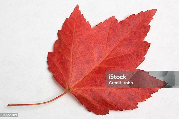 Herbstdetails Stockfoto und mehr Bilder von Abstrakt - Abstrakt, Baum, Blatt - Pflanzenbestandteile