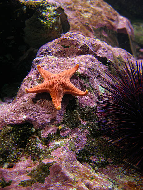 Orange Starfish A sea star resting underwater on a rock coated with purple and pink blotches.   purple sea urchin stock pictures, royalty-free photos & images