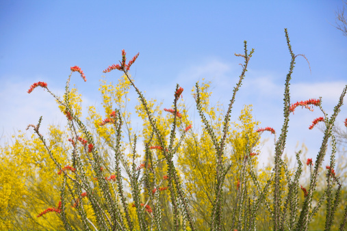 Close up of Ocotillo in Bloom with a Palo Verde in the backround. Springtime in Arizona
