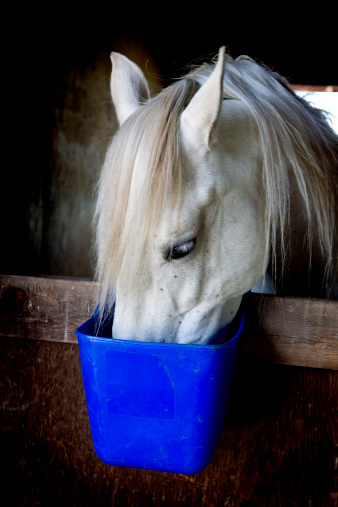 A horse in a barn stall eating his oats form a blue tub.Please see some similar pictures from my portfolio: