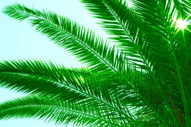 istock Green palm leaves on sky background 1722205021