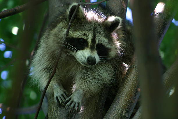 Raccoon Up A Tree stock photo