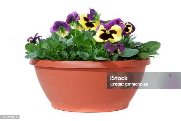 Pansies 삼색제비꽃에 대한 스톡 사진 및 기타 이미지 - 삼색제비꽃, 흰색 배경, 꽃-식물