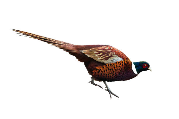 istock Common pheasant Phasianus colchius Ring-necked pheasant isolated on white background 1722206095