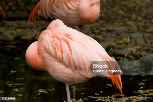 Flamingochileno - Fotografias de stock e mais imagens de Animal - Animal, Animal selvagem, Ao Ar Livre