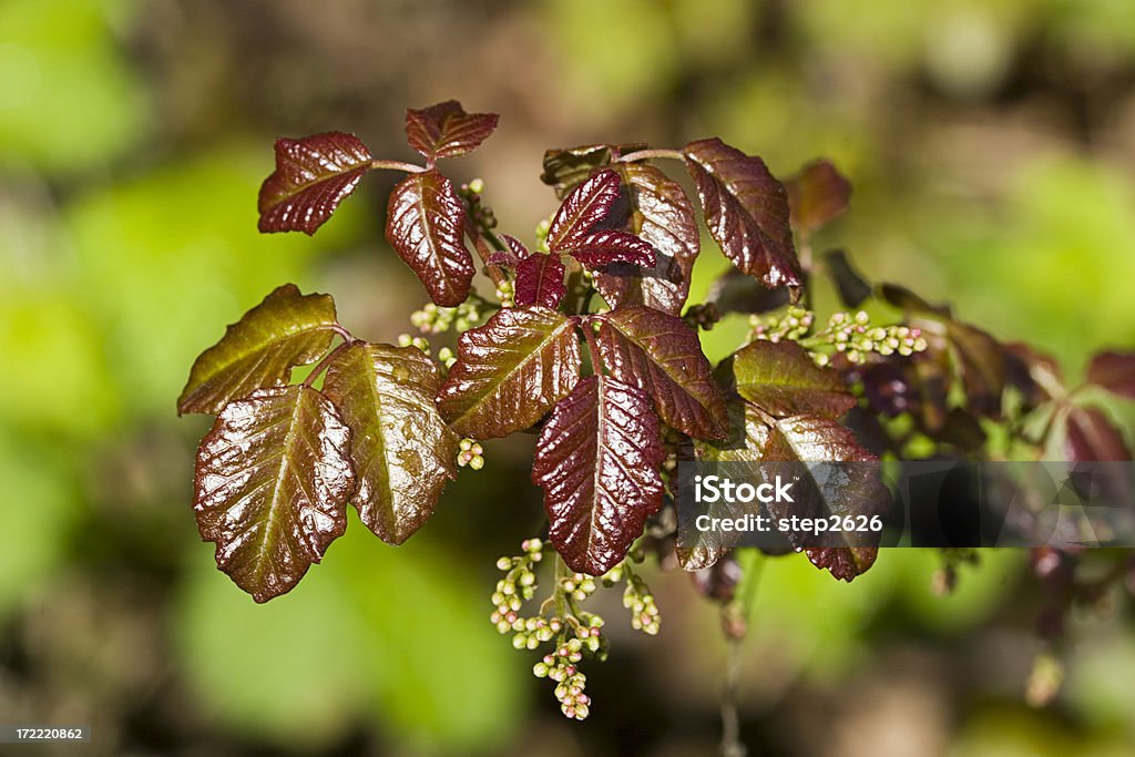 Edera velenosa foglie - Foto stock royalty-free di Edera velenosa - Pianta rampicante