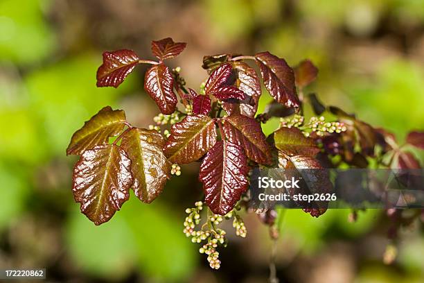 Edera Velenosa Foglie - Fotografie stock e altre immagini di Edera velenosa - Pianta rampicante - Edera velenosa - Pianta rampicante, Fiore, Bacca