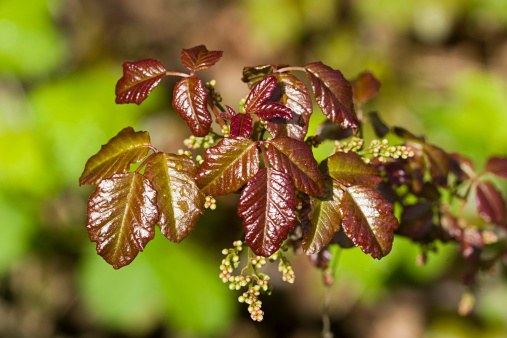 Bright red Poison Oak leaves in the spring mean stay way!See Also: