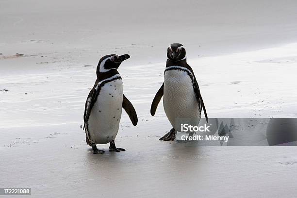 2 つのマゼランワシペンギン好奇心 - 2匹のストックフォトや画像を多数ご用意 - 2匹, フォークランド諸島, ペンギン