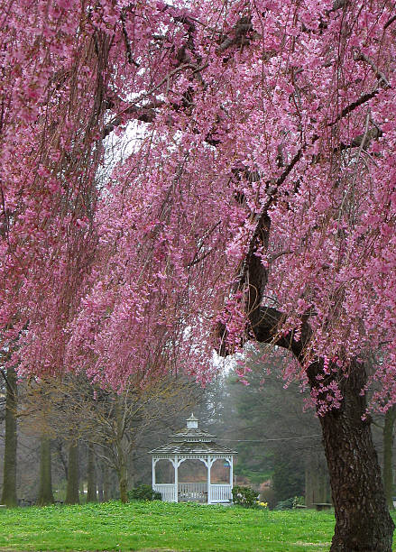 Gazebo framed by sakura tree - cherry blossom in Philadelphia stock photo