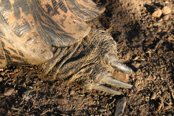 Tortoise toes stock photo