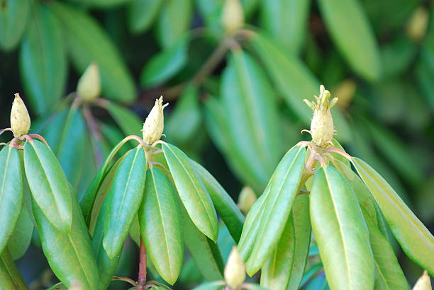 rhododendron buds stock photo